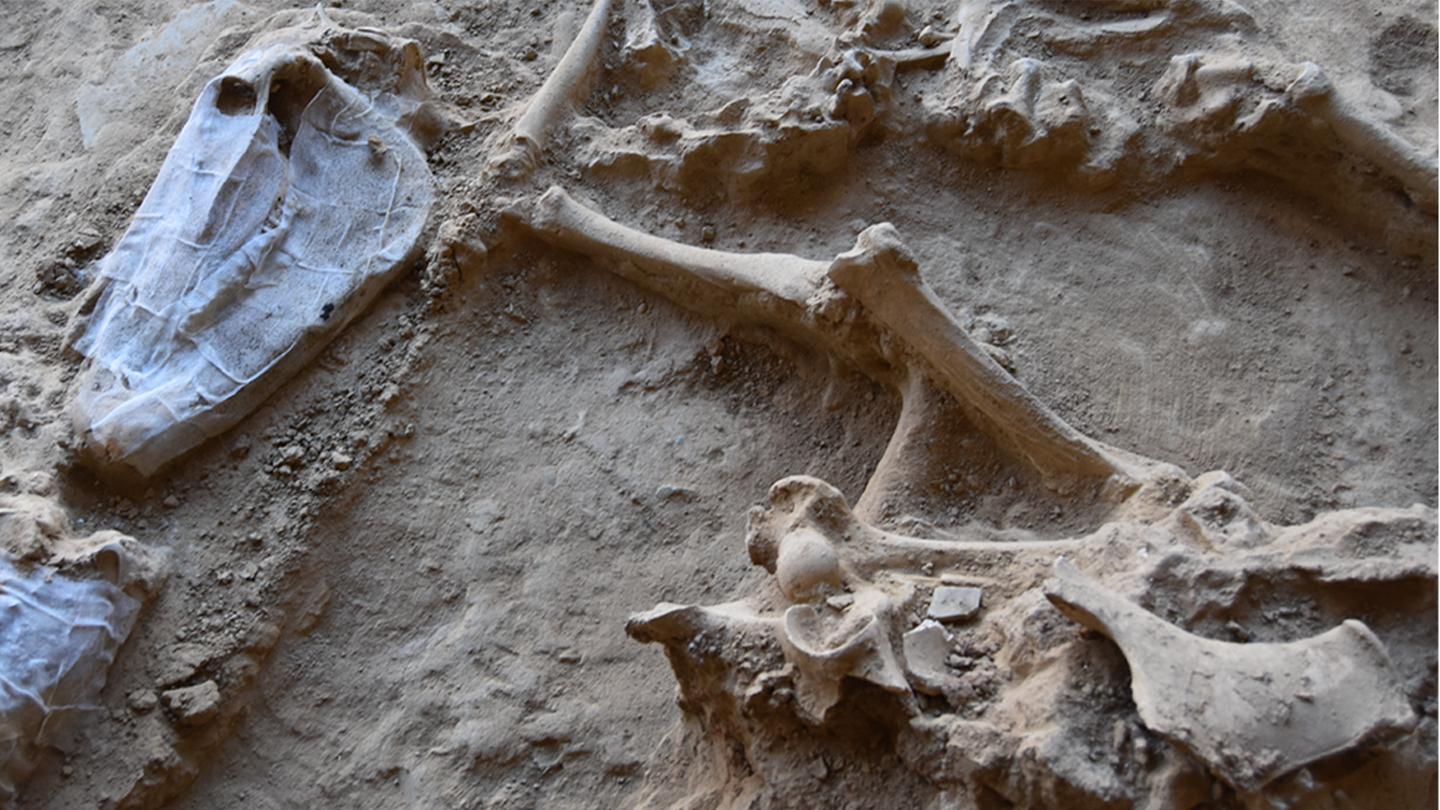 The bones of sacrificed horses found in the courtyard of Casas del Turuñuelo site in Badajoz, Spain.