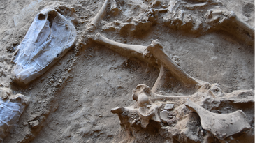 Over 6,000 sacrificed animal bones tell a story of Iron Age Spain
